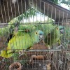 Polícia Ambiental de Castilho localiza 2 Papagaios e aplica multa