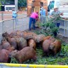 Prefeitura de Três Lagoas leva 44 capivaras da Lagoa Maior para o Parque Natural do Pombo