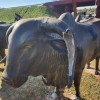 Monumento ao “Rei do Gado” é depredado por criminosos em Andradina