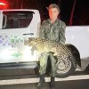 Jaguatirica morre atropelada em rodovia de Bilac