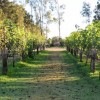 Vinícola de Penápolis entra no programa Rotas do Vinho São Paulo