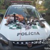 Polícia Ambiental de Castilho flagra homem por posse ilegal de arma de fogo e carne da fauna silvestre