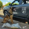 Canil do BAEP de Araçatuba localiza 1,825 KG de maconha e prende indivíduo, alvo de combate ao crime cidade de Pereira Barreto