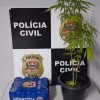 POLÍCIA CIVIL PRENDE MULHER APÓS ROUBAR FARDO DE CERVEJA DE SUPERMERCADO, AGREDIR SEGURANÇA COM FACA E TER UM PÉ DE MACONHA EM PRESIDENTE PRUDENTE