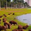 Três Lagoas: Uma das Cidades Mais Seguras de Mato Grosso do Sul aponta anuário