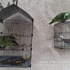Polícia Ambiental multa proprietária por domesticar 2 Papagaios em Pereira Barreto