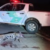 Onça pintada morre atropelada por caminhão próximo da Citroplast e foi levada para UNESP de Araçatuba