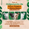 Sindicato Rural de Três Lagoas está de volta as origens e promove o Julgamento de Nelore