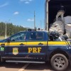 CAMINHÃO CARREGADO COM MAIS DE 250 KG DE SKUNK É ABORDADO PELA POLÍCIA RODOVIÁRIA FEDERAL DE TRÊS LAGOAS NA BR-158