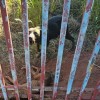 MAUS-TRATOS: Cães são resgatados no Jardim Europa em Andradina