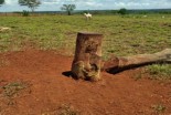 Polícia Ambiental multa em R$ 5,7 mil morador do bairro rural Timboré por cortar 19 árvores nativas