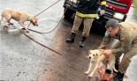 Bombeiros resgatam dois cães de fossa de cinco metros em Três Lagoas Bombeiros resgatam dois cães de fossa de cinco metros em Três Lagoas