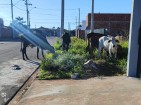 PREFEITURA  DE ANDRADINA PRETENDE LEILOAR ANIMAIS APREENDIDOS