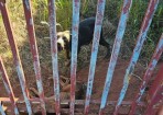 MAUS-TRATOS: Cães são resgatados no Jardim Europa em Andradina