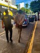 Guarda Civil Municipal de Araçatuba detém suspeito de furto em loja