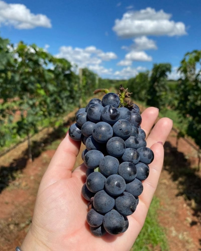 Andradina Pode Surpreender o Brasil: Polo de Uvas Malbec