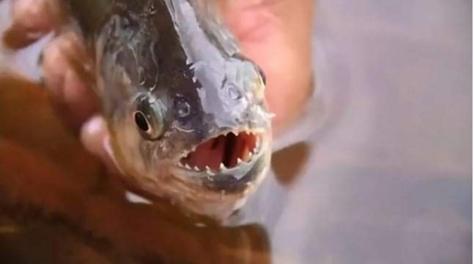 Banhistas sofrem ataque de piranhas e balneário é interditado em Três Lagoas