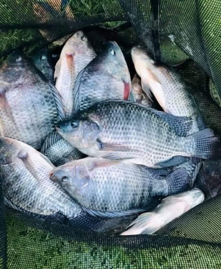 Prefeitura de Andradina já instalou mais de 90 tanques para criação de peixes