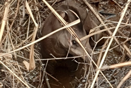 Polícia Ambiental resgata mais uma anta com queimaduras em Andradina