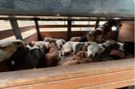 Polícia Ambiental detém 07 pessoas usando 14 cães para caçar em Lavínia