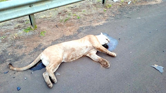 Onça parda macho morre atropelado em acesso à Murutinga do Sul