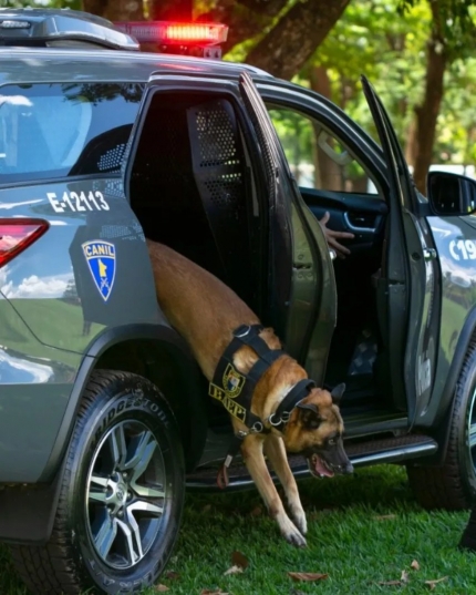 Morre cão Brucce, do Canil do 12º BAEP de Araçatuba