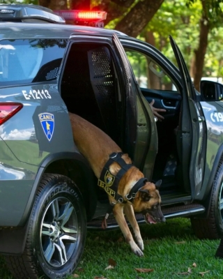 Morre cão Brucce, do Canil do 12º BAEP de Araçatuba