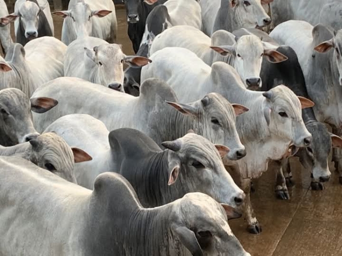 POLÍCIA CIVIL DE SUD MENNUCCI INVESTIGA LADRÕES INVADEM A FAZENDA BONANZA DURANTE A NOITE E FURTAM GADO NELORE MACHO