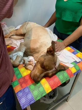 Em Andradina cachorro é “surrado” e deixado para morrer na Vila Mineira