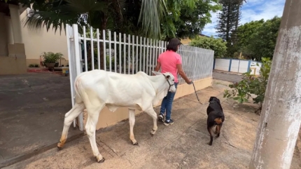 Com direito a documentos, roupas e passeios, bezerra é criada como animal de estimação em Guaraçaí