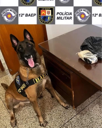 APOIO DO CANIL 12° BAEP NO MUNICÍPIO DE BARBOSA RESULTA NA LOCALIZAÇÃO DE MEIO TIJOLO DE MACONHA