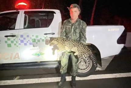 Jaguatirica morre atropelada em rodovia de Bilac