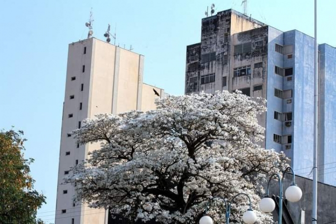 Florada do Ipê Branco chama atenção pelas ruas de Andradina