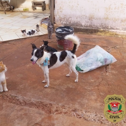 PROCURA-SE UM LAR: CÃO RESGATADO PELA POLÍCIA CIVIL EM PAULICÉIA PRECISA DE UM NOVO COMEÇO