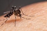 4 casos de Dengue confirmados em Andradina
