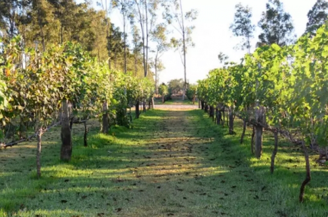 Vinícola de Penápolis entra no programa Rotas do Vinho São Paulo