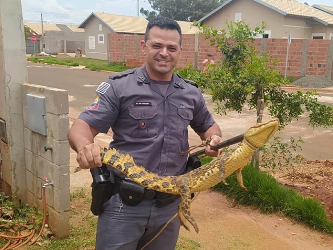 Pantanal Paulista é aqui: PM captura jacaré em área urbana de Castilho