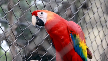 Zoológico de Ilha Solteira retoma programa de visitação nesta terça feira