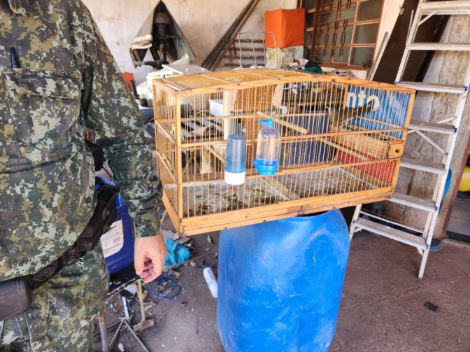 Andradinense é multado por manter aves silvestres nativas em cativeiro