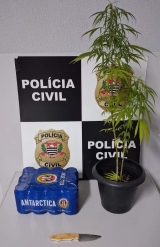 POLÍCIA CIVIL PRENDE MULHER APÓS ROUBAR FARDO DE CERVEJA DE SUPERMERCADO, AGREDIR SEGURANÇA COM FACA E TER UM PÉ DE MACONHA EM PRESIDENTE PRUDENTE