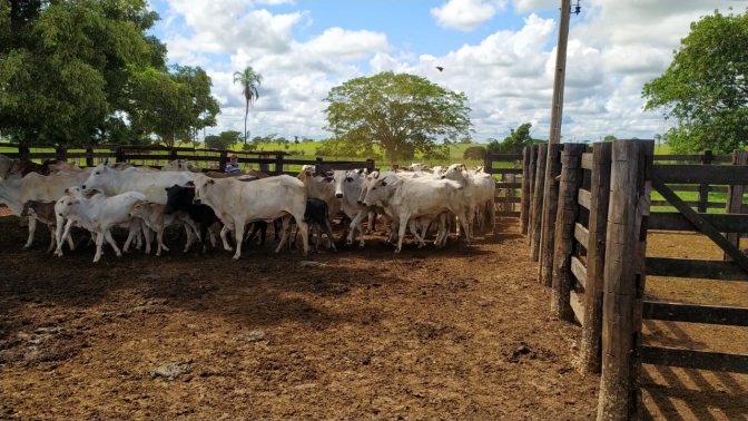 DIG de Andradina recupera gado produto de estelionato ocorrido em Presidente Venceslau