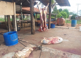 Defesa Agropecuária de Andradina manda destruir 940 quilos de carne que iriam para açougue em Lavínia