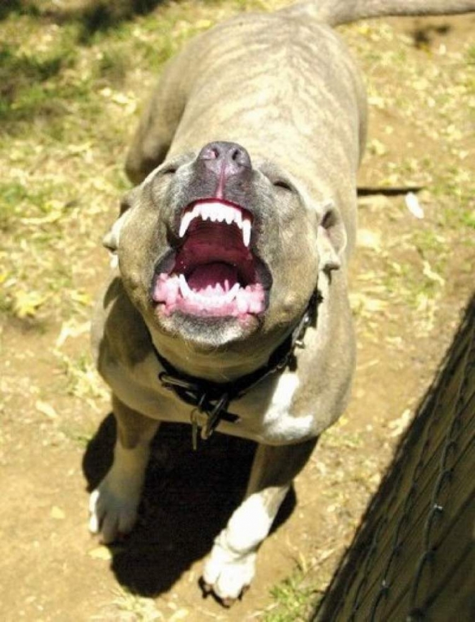 Pavor no bairro Otávio Minholi: Pitbull ataca cachorro na frente de moradores em Andradina