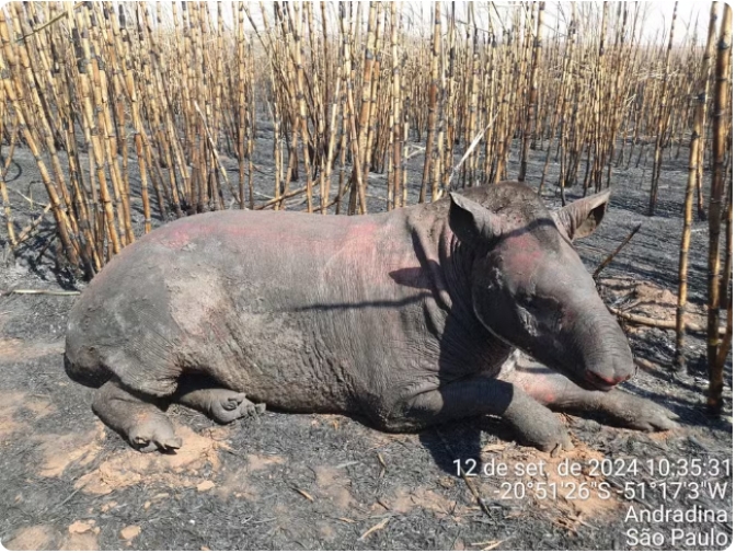 Em Andradina anta fica gravemente ferida após ser queimada em incêndio