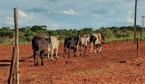 Polícia Civil de Andradina recupera mais um veículo furtado de Pátio de Apreensão de Veículos e 05 cabeças de gado furtadas de propriedade rural de Andradina