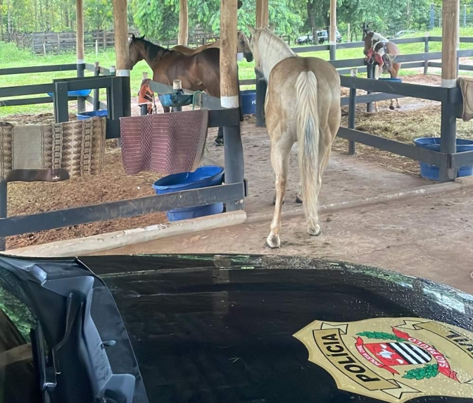 DEIC de Araçatuba apreendeu até cavalos de raça durante operação contra o tráfico