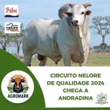 Circuito Nelore de qualidade em Andradina