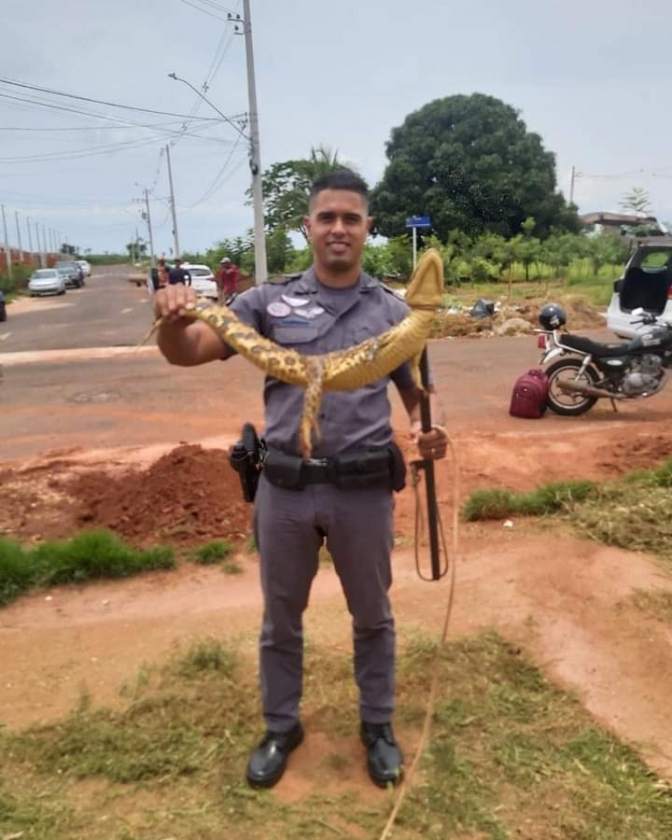 POLICIAIS MILITARES CAPTURAM JACARÉ EM CASTILHO