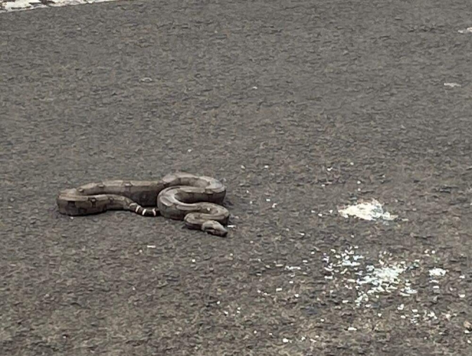 Andradinenses avistam jiboia em plena rua Paes Leme Centro Comercial de Andradina