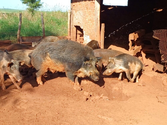 Administrador de fazenda em Castilho é multado em 9 mil, por ter 34 javaporcos e 1 javali